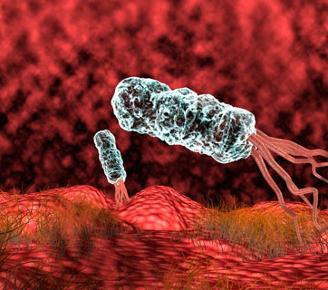 Helicobacter pylori:La bacteria que más nos infecta