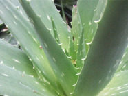 El Aloe vera